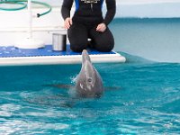 DSC 2519 : Clearwater Aquarium Luke