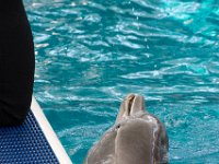 DSC 2520 : Clearwater Aquarium Luke