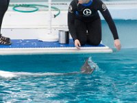 DSC 2522 : Clearwater Aquarium Luke