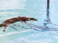 DSC 2528 : Clearwater Aquarium Luke