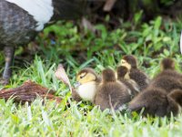 DSC 3143 : Ducks