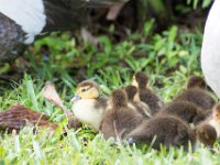 DSC 3144 : Ducks