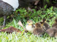 DSC 3145 : Ducks