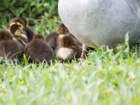 DSC 3147 : Ducks