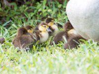 DSC 3152 : Ducks