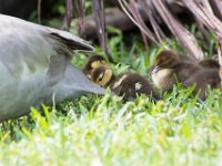 DSC 3155 : Ducks