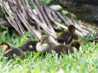 DSC 3157 : Ducks