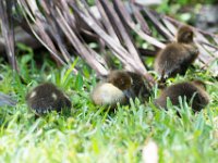 DSC 3158 : Ducks