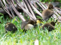 DSC 3159 : Ducks