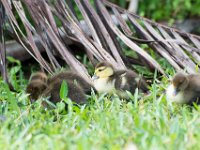 DSC 3163 : Ducks