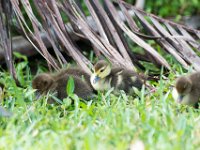 DSC 3164 : Ducks