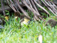 DSC 3167 : Ducks