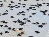 Hatchling-Wallpaper-1280x800