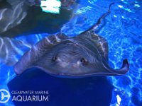 CMA-Stingray