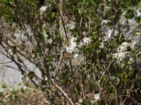 DSC 0672 : Austin