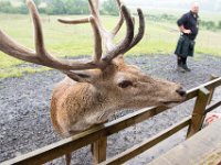 DSC 6591 : Aberfeldy Safari
