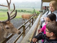 DSC 6595 : Aberfeldy Safari