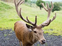DSC 6599 : Aberfeldy Safari