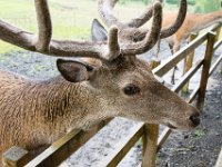 DSC 6600 : Aberfeldy Safari