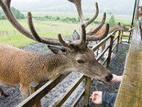 DSC 6601 : Aberfeldy Safari