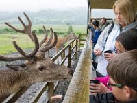 DSC 6603 : Aberfeldy Safari
