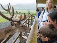 DSC 6604 : Aberfeldy Safari