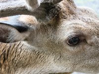DSC 6606 : Aberfeldy Safari