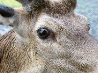 DSC 6607 : Aberfeldy Safari