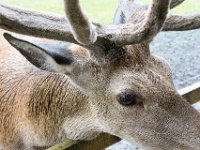 DSC 6608 : Aberfeldy Safari
