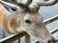 DSC 6609 : Aberfeldy Safari