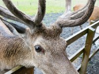 DSC 6610 : Aberfeldy Safari