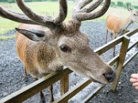 DSC 6611 : Aberfeldy Safari