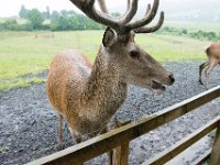 DSC 6612 : Aberfeldy Safari