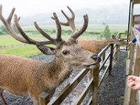 DSC 6613 : Aberfeldy Safari