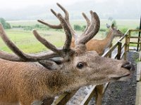 DSC 6614 : Aberfeldy Safari
