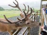DSC 6615 : Aberfeldy Safari