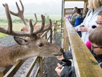DSC 6616 : Aberfeldy Safari