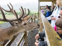DSC 6617 : Aberfeldy Safari