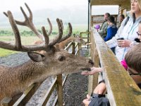 DSC 6618 : Aberfeldy Safari