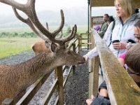 DSC 6619 : Aberfeldy Safari