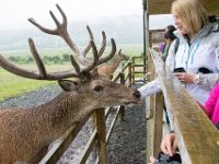 DSC 6620 : Aberfeldy Safari