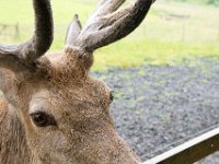 DSC 6630 : Aberfeldy Safari