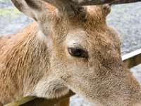 DSC 6631 : Aberfeldy Safari