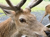 DSC 6632 : Aberfeldy Safari