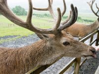 DSC 6633 : Aberfeldy Safari
