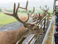 DSC 6634 : Aberfeldy Safari