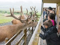 DSC 6635 : Aberfeldy Safari