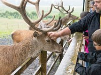 DSC 6636 : Aberfeldy Safari
