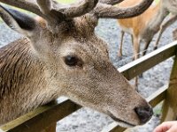 DSC 6637 : Aberfeldy Safari