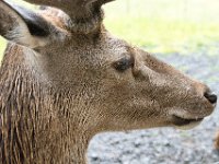DSC 6639 : Aberfeldy Safari